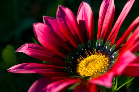 Flower Gazania Daisy is a wonderful beds and good decoration summer outdoors perild