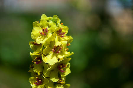 Beautiful wildflowers grow outdoors in summer in nature
