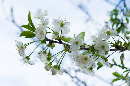 Spring branch is on a tree in a beautiful sunny day outdoors