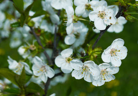 Spring branch is on a tree in a beautiful sunny day outdoors