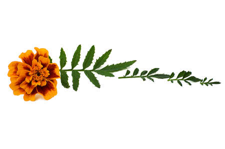 Yellow marigolds with zeoenymy leaves on a white backgroundの写真素材