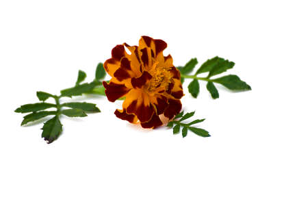 Yellow marigolds with zeoenymy leaves on a white backgroundの写真素材