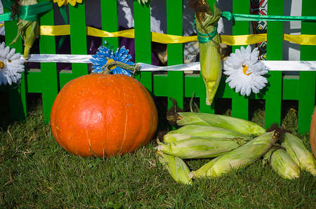 Ripe orange striped pumpkins in a basket outdoorsの写真素材
