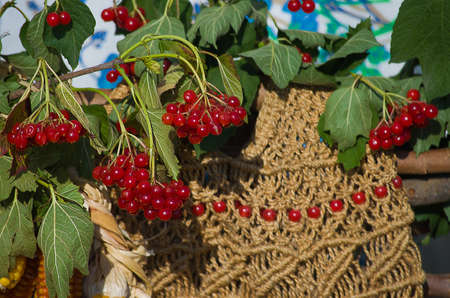 Bunch of red viburnum outdoors in autumnの写真素材