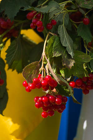 Bunch of red viburnum outdoors in autumn