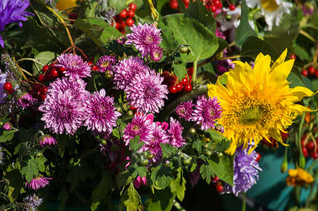 Sunny day outdoors bloom soft and fragrant chrysanthemum
