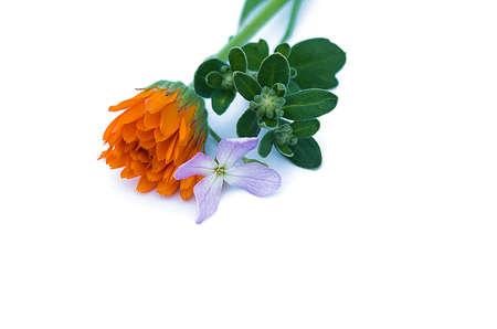 Beautiful wildflowers grow outdoors in summer in natureの写真素材