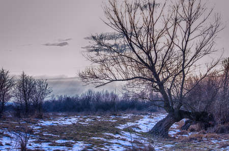lonely tree on the end of winter, beginning of springの写真素材