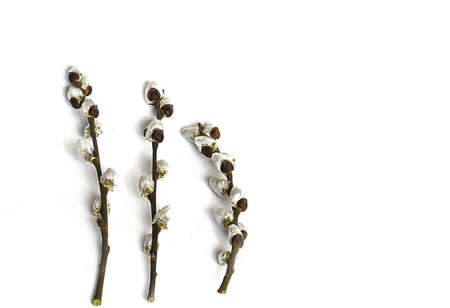 Spring willow branch on a white background boundedの写真素材