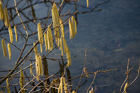 Spring branch with earrings starting in spring happy sunny dayの写真素材