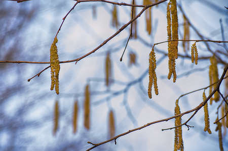Spring branch with earrings starting in spring happy sunny dayの写真素材