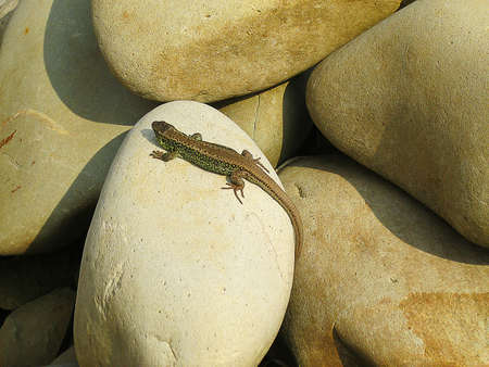 A small lizard basking on a rockの写真素材
