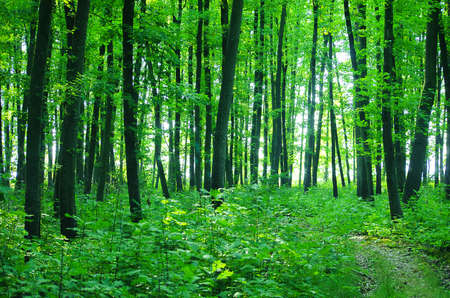 Slender green trees in the forest in summer