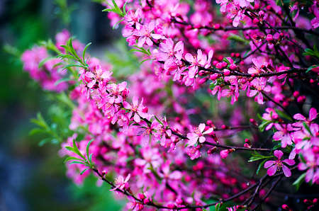 Beautiful pink flowers spring blossoms outdoors with closestの写真素材