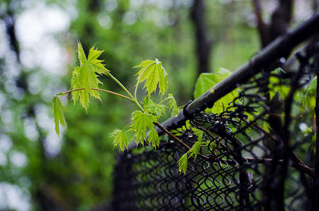 Young green leaves close-up outdoor spring morningの写真素材