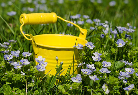Veronica Small delicate flowers blooming outdoors in springの写真素材
