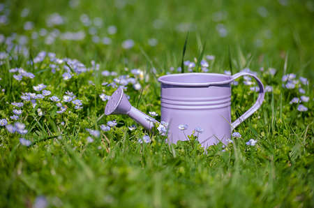 Veronica Small delicate flowers blooming outdoors in springの写真素材
