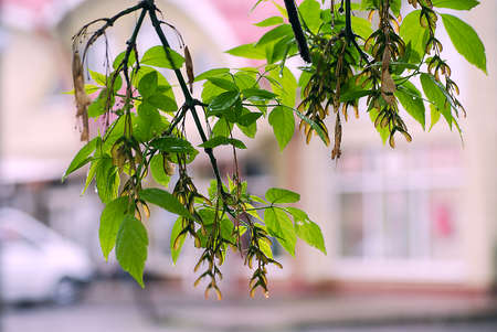 Young green leaves close-up outdoor spring morningの写真素材