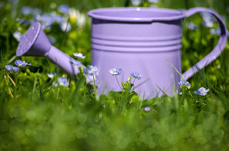 Veronica Small delicate flowers blooming outdoors in springの写真素材