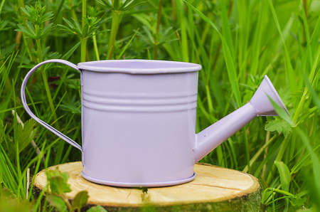 Little Purple decorative watering can for watering flowers or potsの写真素材