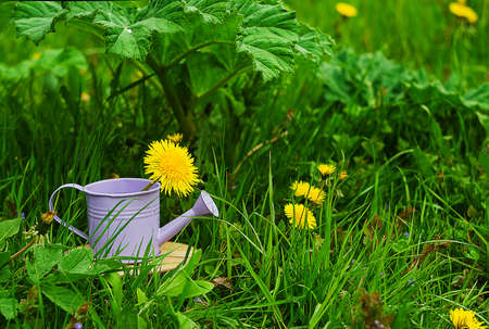 Little Purple decorative watering can for watering flowers or potsの写真素材