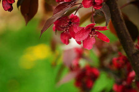 Spring flower paradise apple outdoors in springの写真素材