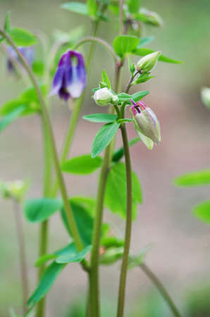 Good high columbine flowers spring outdoor growingの写真素材