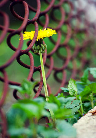 Yellow little flowers dandelions grow outdoors in the springの写真素材