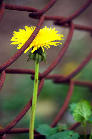 Yellow little flowers dandelions grow outdoors in the springの写真素材