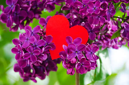 Beautiful branch of lilac bushes growing in the spring for a gift for a holiday momの写真素材