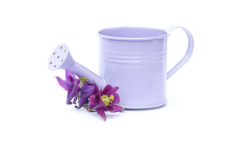 Little Purple decorative watering can for watering flowers or potsの写真素材