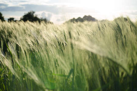 Ears of rye and wheat growing on fieldの写真素材