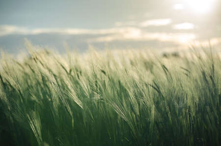 Ears of rye and wheat growing on field