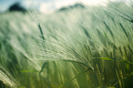 Ears of rye and wheat growing on fieldの写真素材