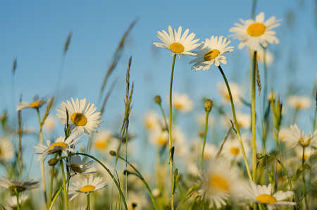 Soft white daisies bloom in summer field against the skyの写真素材