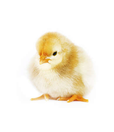 Small fluffy baby chick on limited white backgroundの写真素材