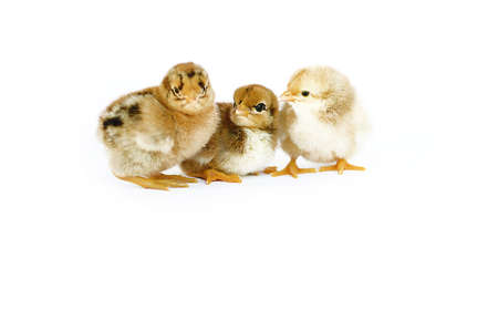 Small fluffy baby chick on limited white backgroundの写真素材