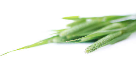 Green grass timothy-grass on a white background limited