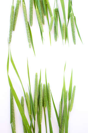 Green grass timothy-grass on a white background limited