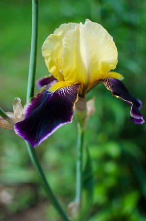 Tall and big flowers irises outdoors or on a white background