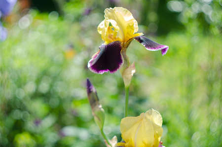 Tall and big flowers irises outdoors or on a white background
