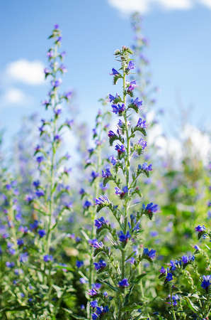 Bouquet of wild flowers of different colors in the vase outdoors or growing on field