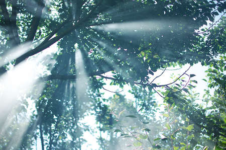 The rays of the sun permeate through the branches of the trees with leaves on the summer dayの写真素材