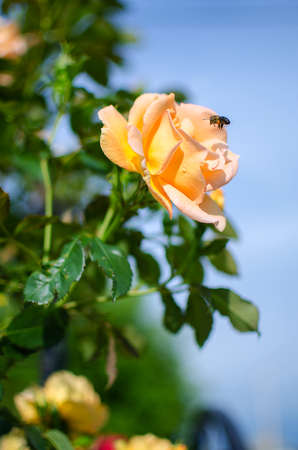 orange roses on a branch with green leaves outdoors in summer