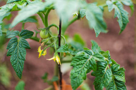 Blossom tomatoes on a green stalk in the summerの写真素材