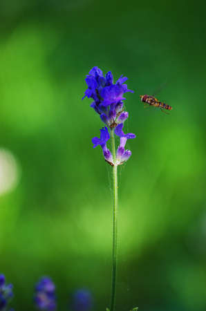 Delicate violet flowers of lavender in the summer in the airの写真素材
