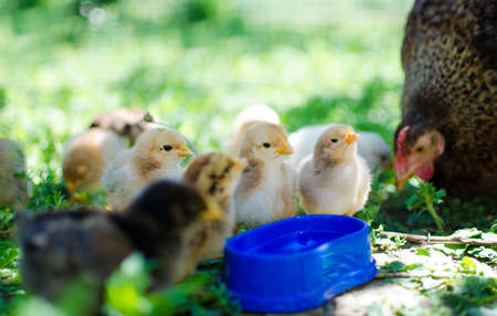 Small fluffy baby chick on limited white backgroundの写真素材