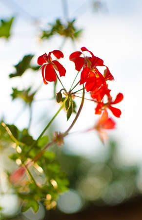 Bright pelargonium decorate the yard in summer dayの写真素材