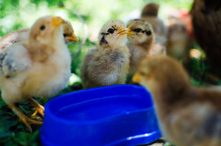 Small fluffy baby chick on limited white backgroundの写真素材