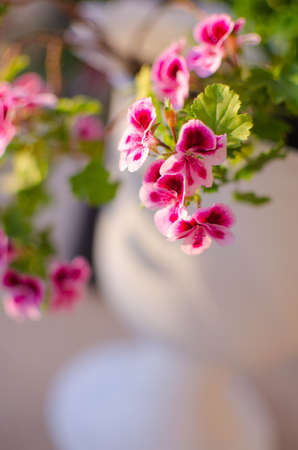 Bright pelargonium decorate the yard in summer dayの写真素材